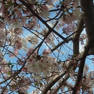 Meet your Posher, Isaiah